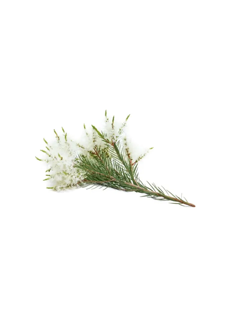 dōTERRA Melaleuca Touch Óleo Essencial