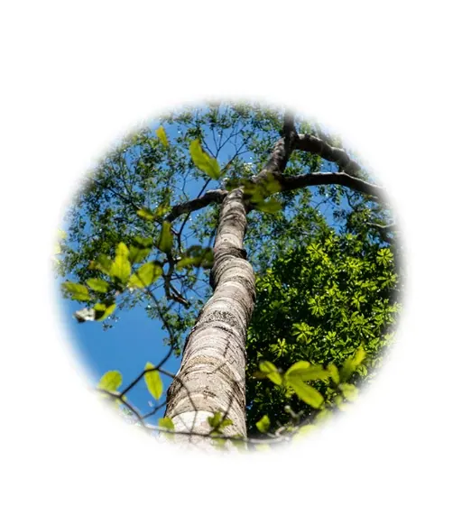 Copaiba   - Aroma Natural de Copaiba