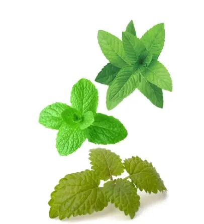 SuperMint™ Pastilhas sabor especiarias