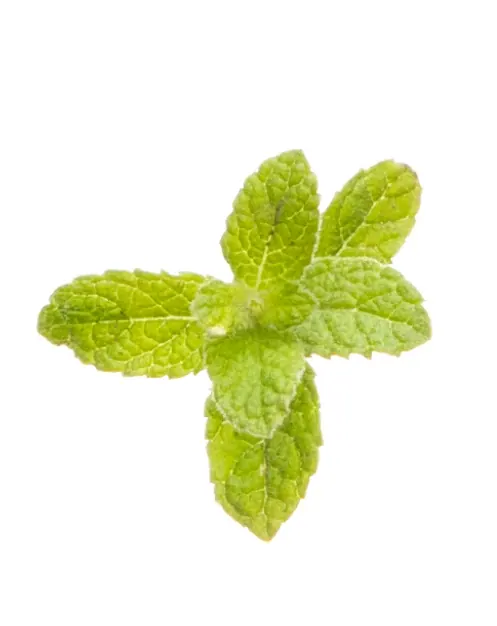 Peppermint Beadlet