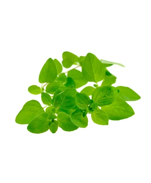 Marjoram - Aroma Natural de Manjerona