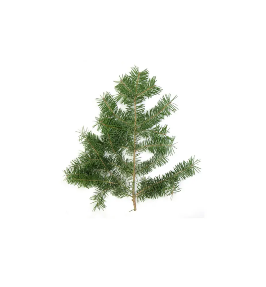 Douglas Fir Óleo Essencial