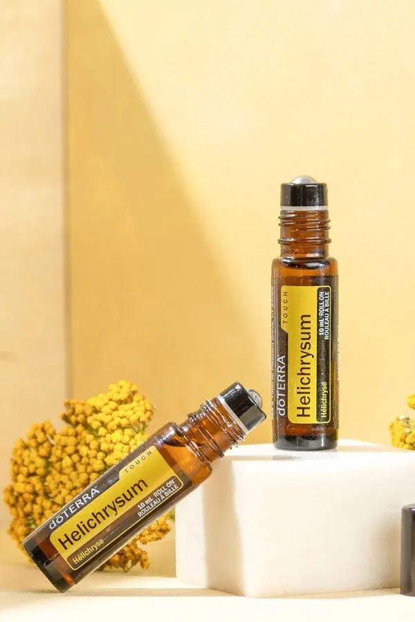 Helichrysum Touch Helichrysum italicum