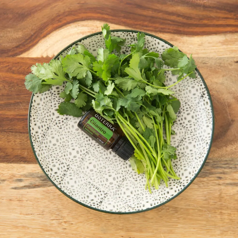 Cilantro Óleo Essencial  Coriandrum sativum (Coentro)